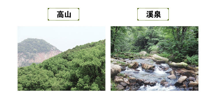 ［萧山馆］谷仙堂铁皮石斛盆景