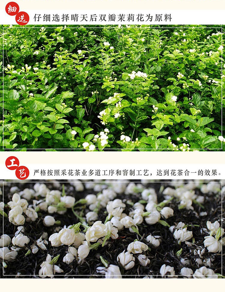 采花  茉莉雪芽 茉莉花茶 优质绿茶 茉莉鲜花 花茶100g