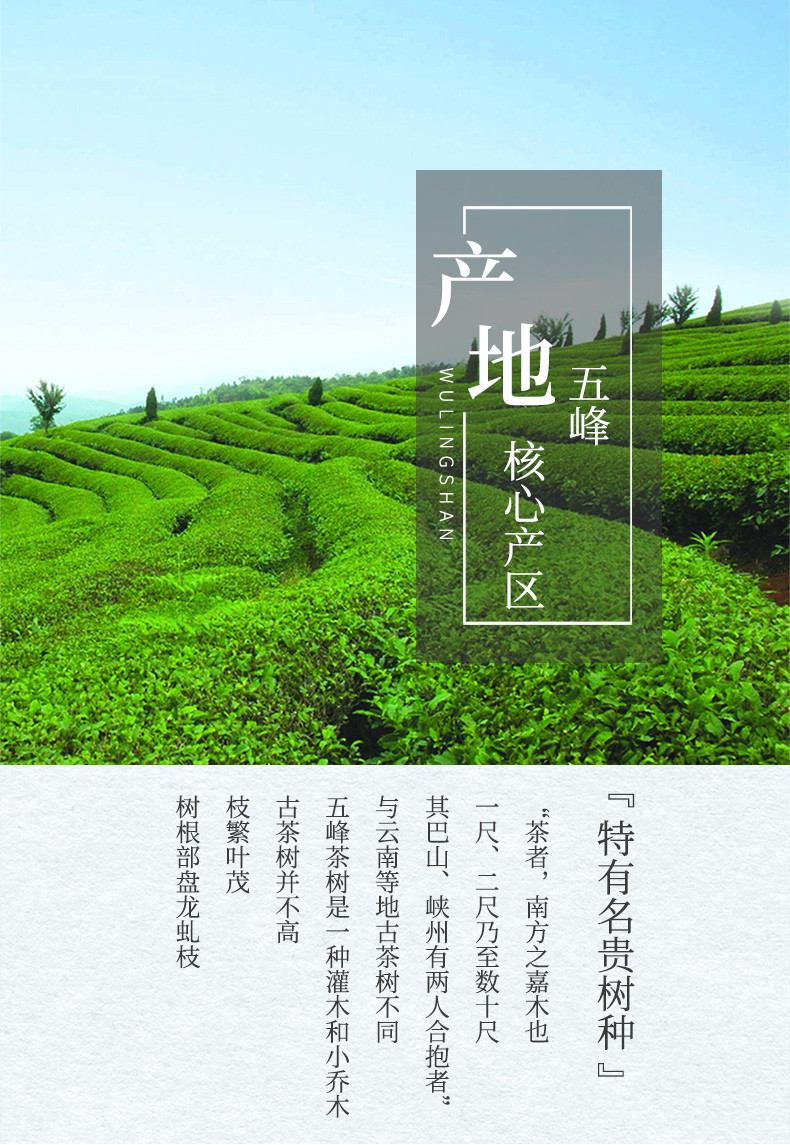 2023新茶上市 采花 春芽(银标)100g袋装 明前芽茶一级 湖北五峰高山茶叶