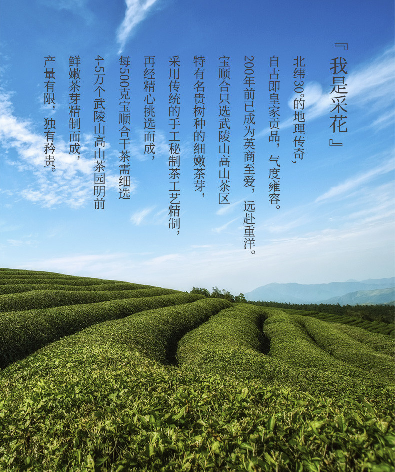 2023新茶采花五峰毛尖罐装125g 湖北宜昌五峰绿茶雨前茶叶