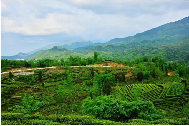 南山绿茶（特级）