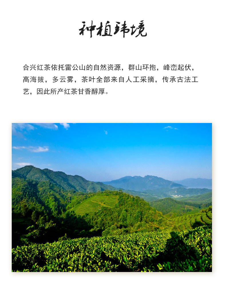 贵州黔东南雷山特产雷山原生态红茶中礼盒210g 甘香醇厚  色泽乌润 全国包邮