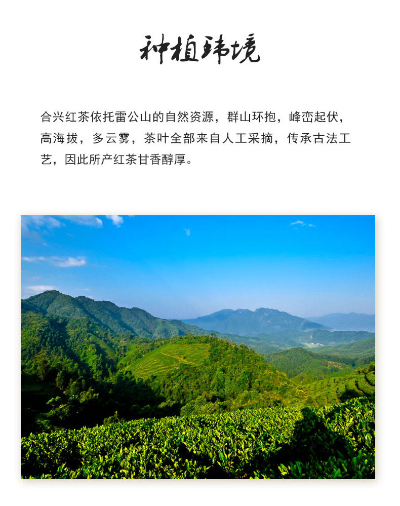 贵州黔东南雷山特产自雷山原生态红茶圆罐装75g 甘香醇厚  色泽乌润 全国包邮