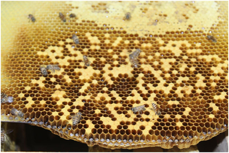 毛道乡爱心扶贫农产品 土蜂蜜  仅限海南省 不支持线上交易 请直接电话联系