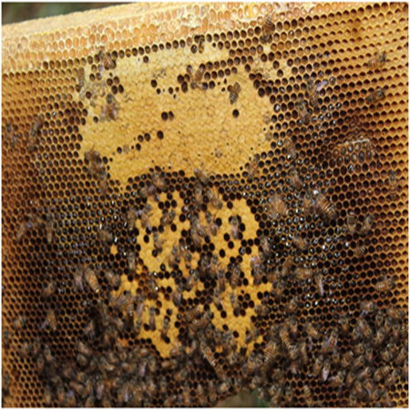 毛道乡爱心扶贫农产品 土蜂蜜  仅限海南省 不支持线上交易 请直接电话联系