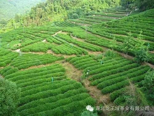 高山云雾茶 湖北十堰龙王垭 毛尖嫩芽特级龙峰 新茶叶有机绿茶