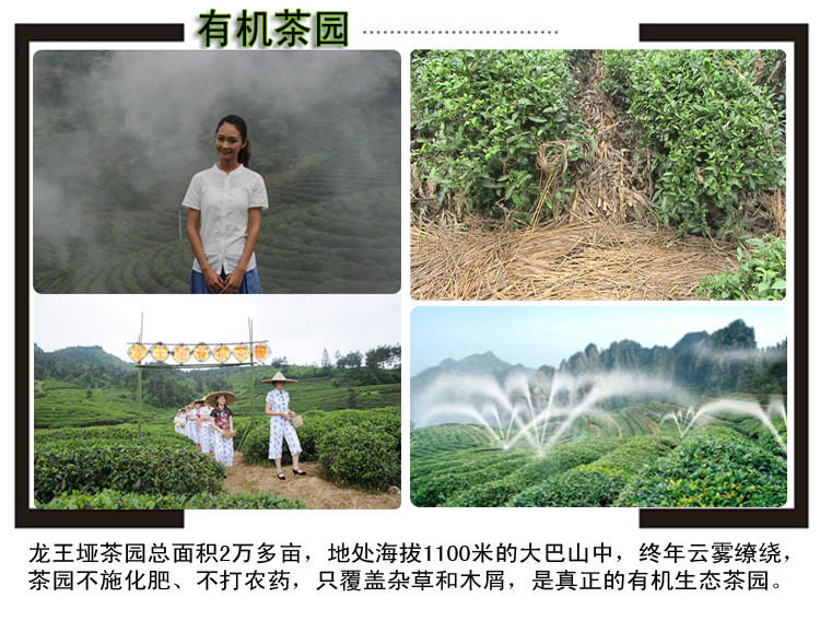 特级高山云雾茶 叶春茶有机绿茶 毛尖紫砂罐装 龙峰茶礼盒装