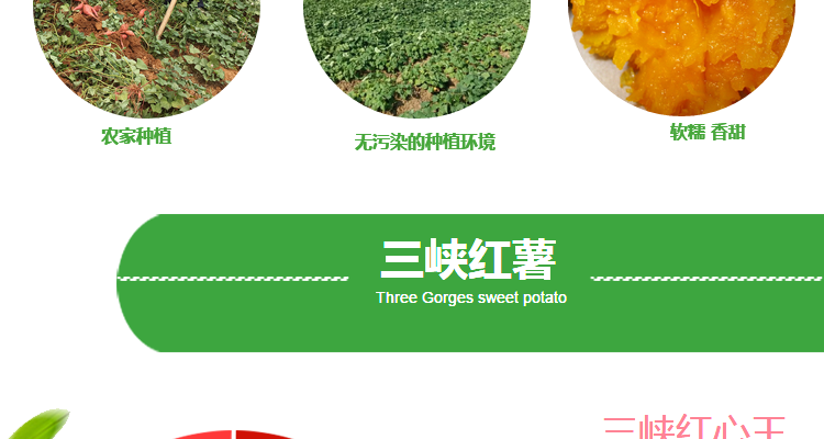 【三峡特产】新上市三峡小红薯现挖地瓜山芋红心番薯农家红薯5斤