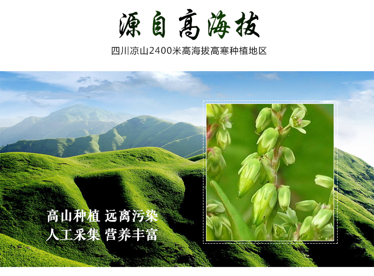 汇荞黑苦荞香茶160g，四川特产， 地标产品，包邮