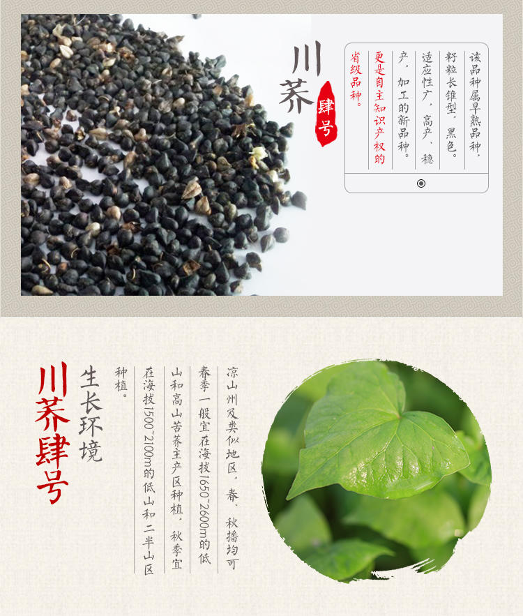 汇荞 黑苦荞珍珠茶  大凉山地标产品, 包邮