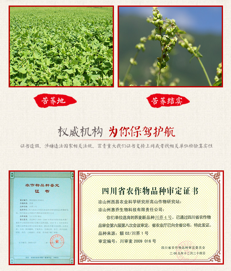 汇荞 黑苦荞珍珠茶  大凉山地标产品, 包邮