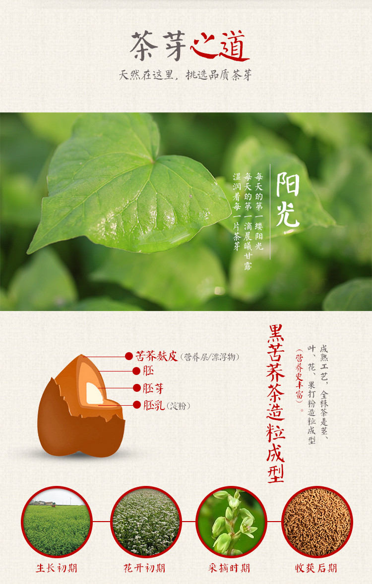 汇荞 黑苦荞香茶罐装428g，大凉山地标产品，  买2送1