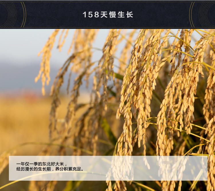 龙稻长粒香大米 东北大米粳米5kg 宝宝熬粥米 2016新米鲜米