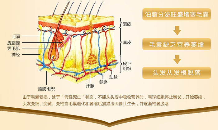 邮乐萍乡馆 索芙特 600g防脱育发香波