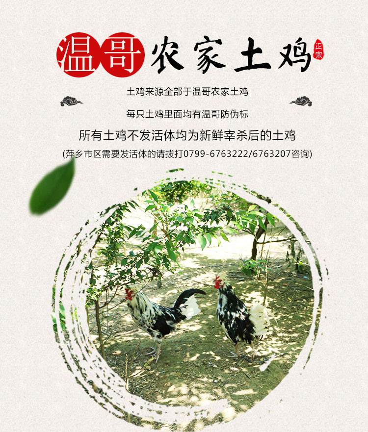 邮乐萍乡馆 温哥 农庄散养贵妃鸡 /公鸡/母鸡 随机发货  （1只 毛重3斤左右 净重2斤左右）