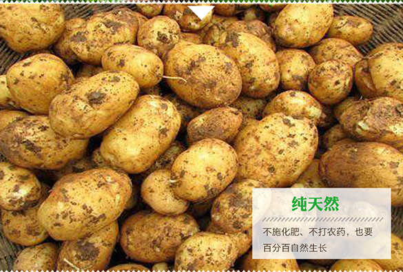 恩施富硒高山老品种马尔科黄心小土豆2.5kg（大果）