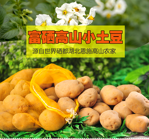 恩施富硒高山老品种马尔科黄心小土豆2.5kg（大果）