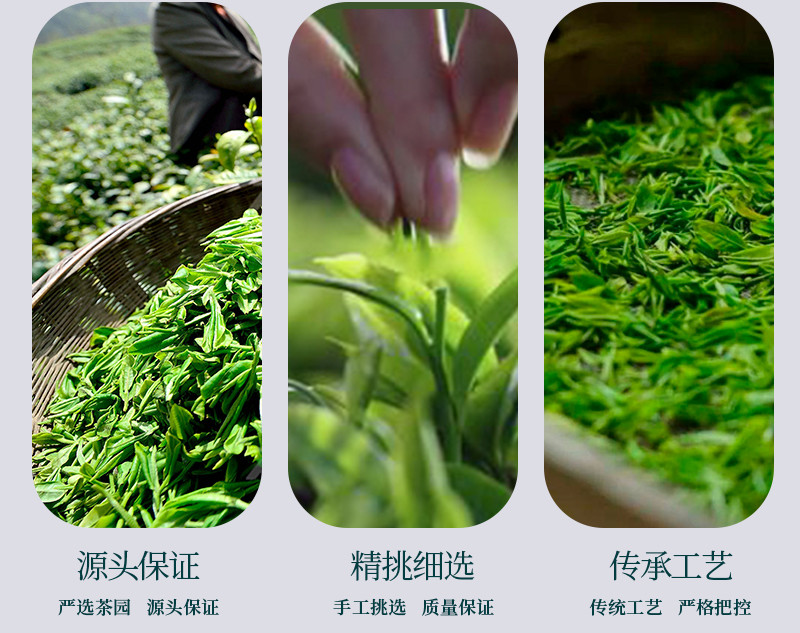 皇恩宠锡 玉露·惠 2023年新茶蒸青绿茶
