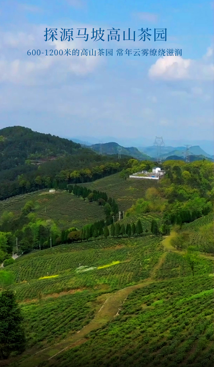 十株茶 地标产品建始马坡茶毛尖绿茶（赠红茶体验装）