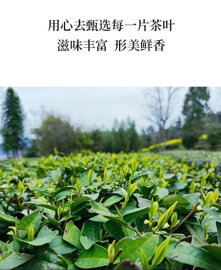 十株茶 地标产品建始马坡茶毛尖绿茶（赠红茶体验装）