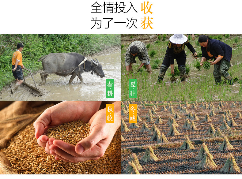 十月获2015年秋收基地自种富硒优质大米糙米