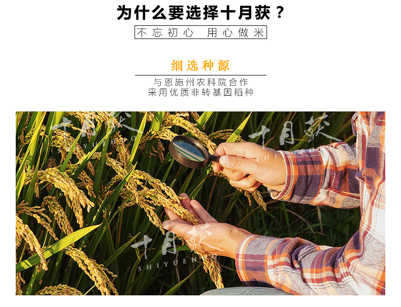 十月获2015年秋收基地自种富硒优质大米糙米