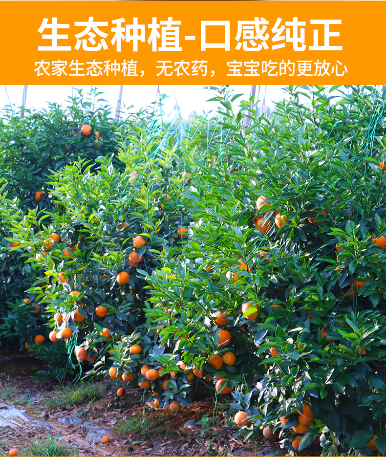 四川芦柑椪柑带箱10斤农家自产橘子新鲜水果包邮