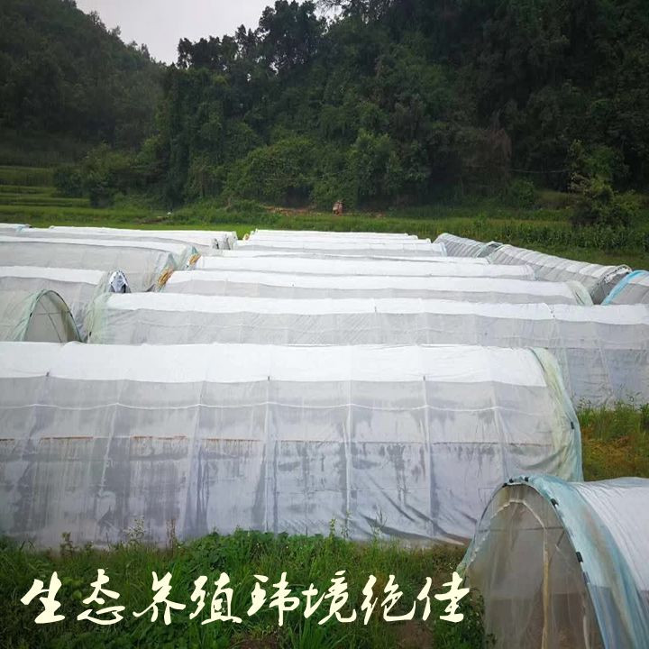 兴义黔味乡土香辣蚂蚱130g  省内包邮