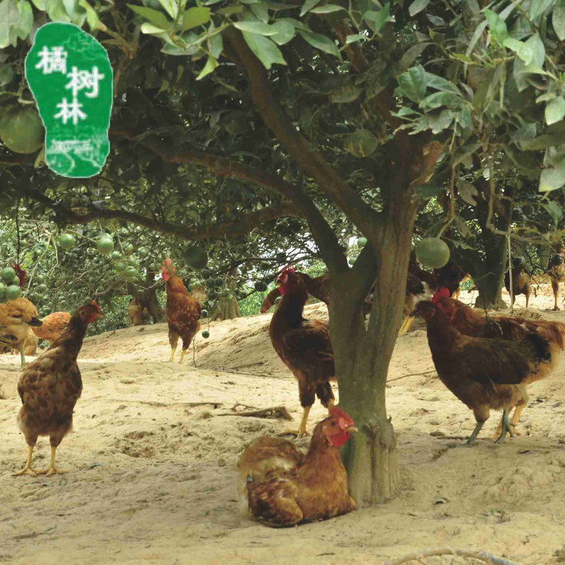 宜昌三峡特产] 橘树林新品上市 土鸡蛋一斤装10枚包邮