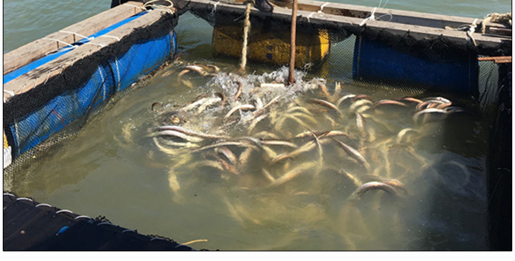 无骨野生海鳗鱼切片新鲜精包装 海鲜鱼类水产