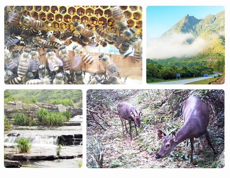 海南白沙鹦哥岭 农家自产 野生土蜂蜜 500g