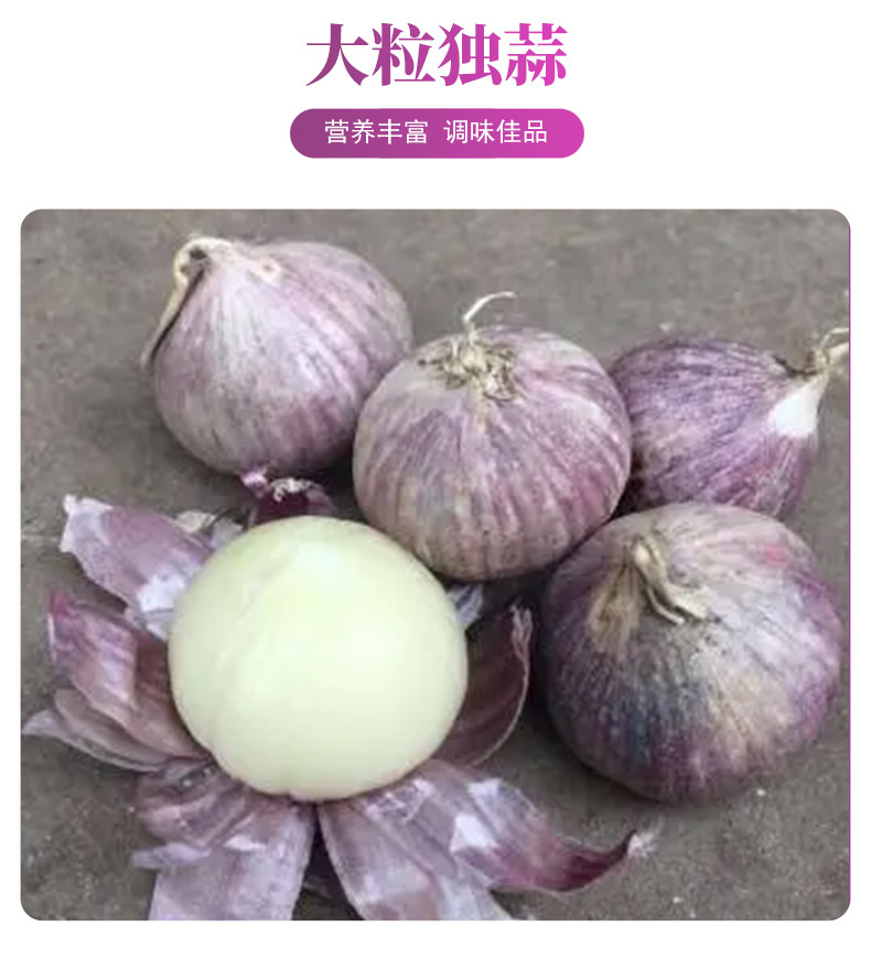 农家自产 【会员享实惠】四川富顺2.8cm紫皮独蒜2斤
