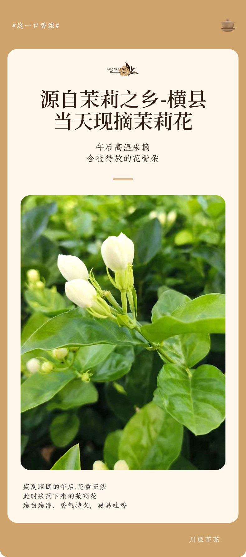 龙都博宝 【会员享实惠】浓香型茉莉花茶（特级）125g 2024新茶