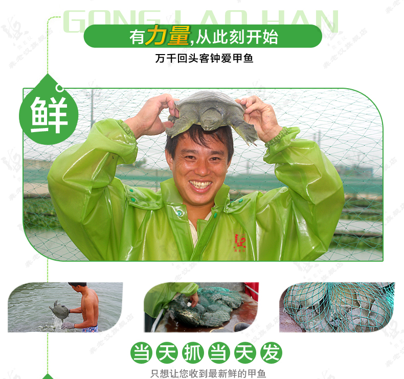 龚老汉生态甲鱼五年慢长鳖活体中华鳖1.1斤左右甲鱼 团鱼 纸紫牌