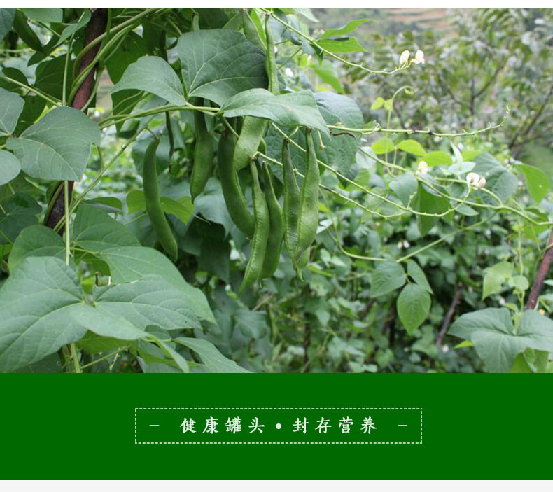 茄汁白芸豆罐头400gX4白芸豆 烘焙甜品原料西餐配料