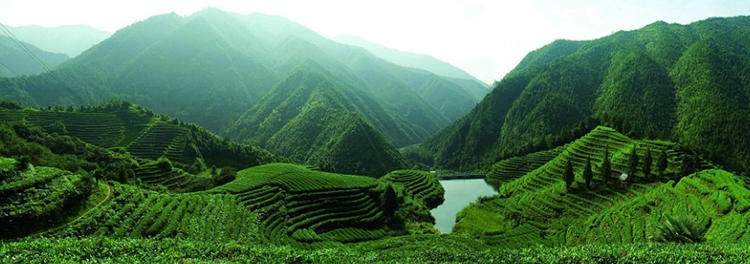 上林赋 明后龙顶茶 解语 | 不施农药化肥的开化高山茶