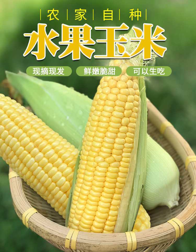 【南宁馆】(预售)广西南宁精品甜玉米  5斤/箱（全国包邮）