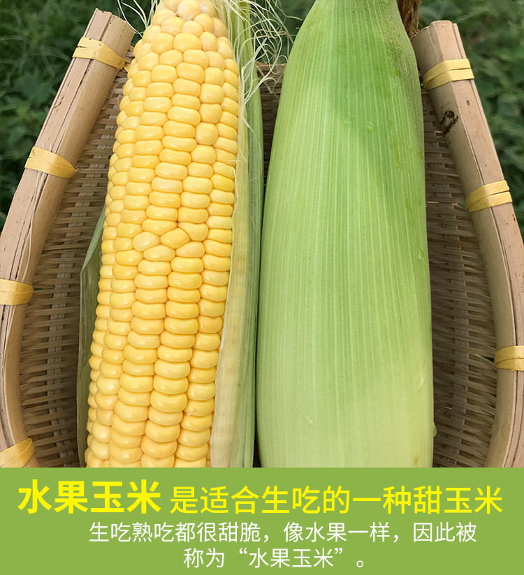 【南宁馆919】广西南宁横县水果甜玉米5/斤箱（偏远地区不发货）