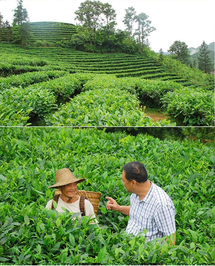 隆林三冲绿茶—特级银针