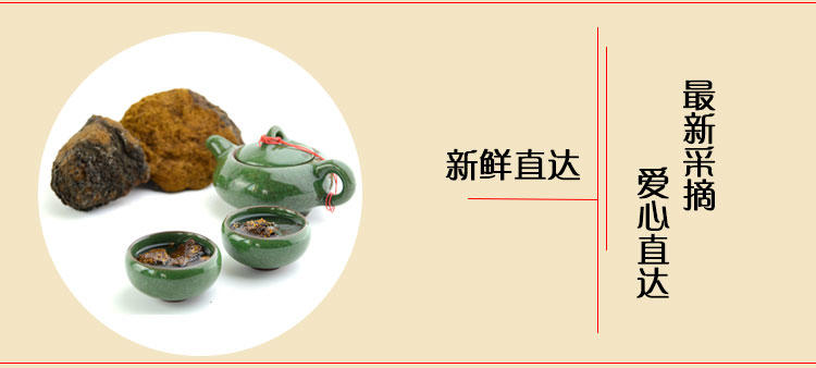 懿懿桦树茸白桦茸桦褐孔菌