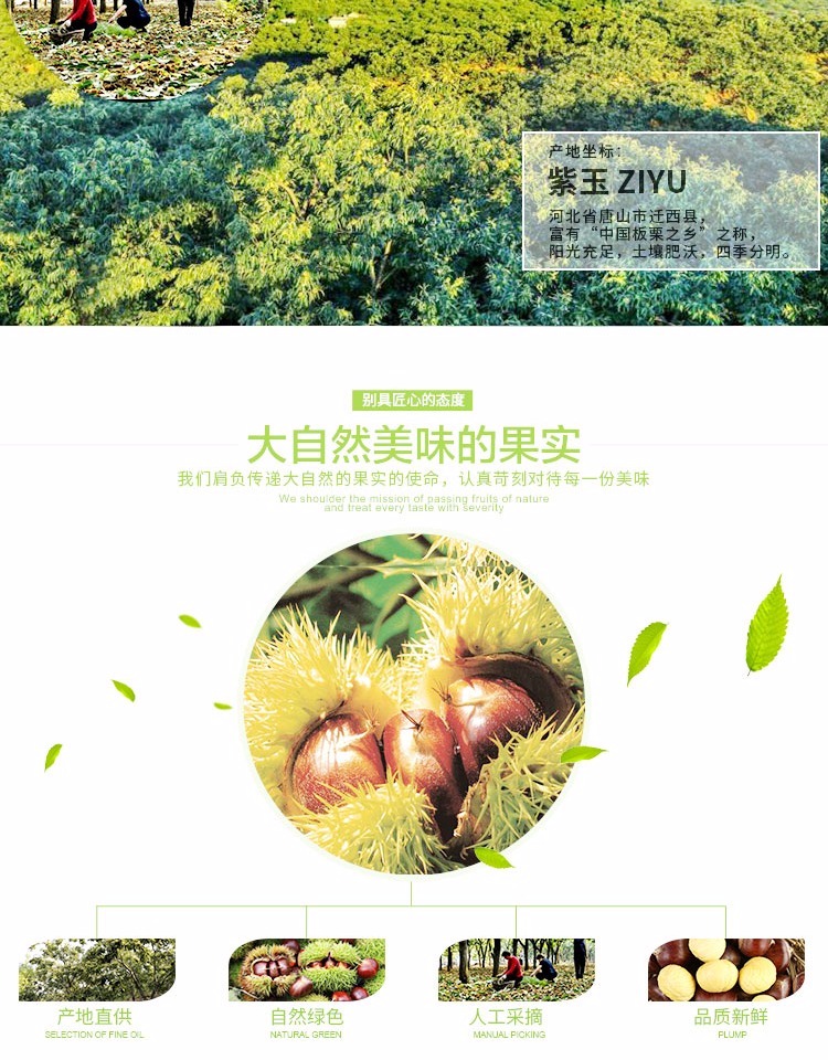 【紫玉】核动栗迁西板栗仁500g散装新鲜熟栗子孕妇休闲零食甘栗仁