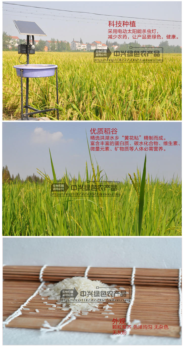洪湖原产地 天然大米 新米 5kg软香丝苗米 新米非转基因大米 黄花粘米