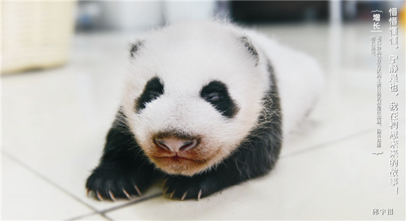 熊猫邮局——“国宝大熊猫”珍藏明信片