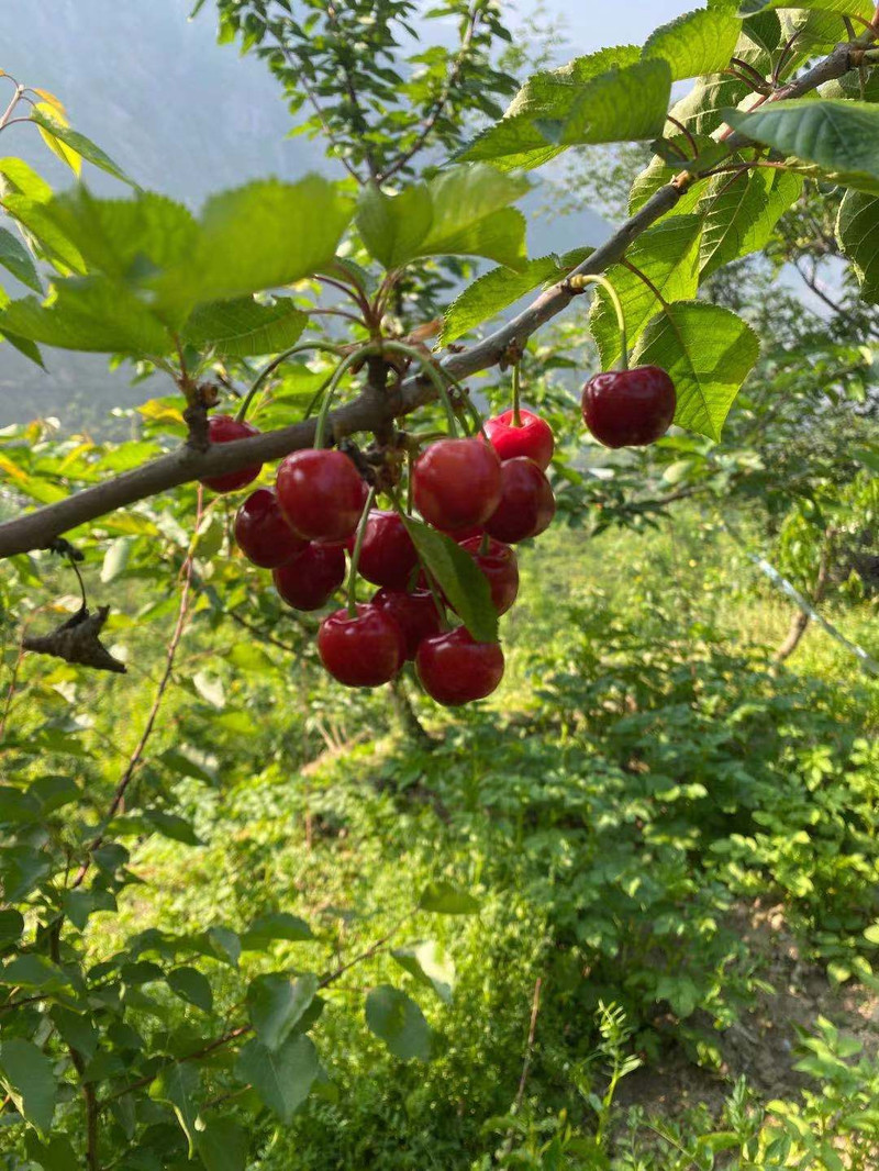 【阿坝州地方馆】茂县大樱桃（车厘子）天然原生态  24小时内发货包邮