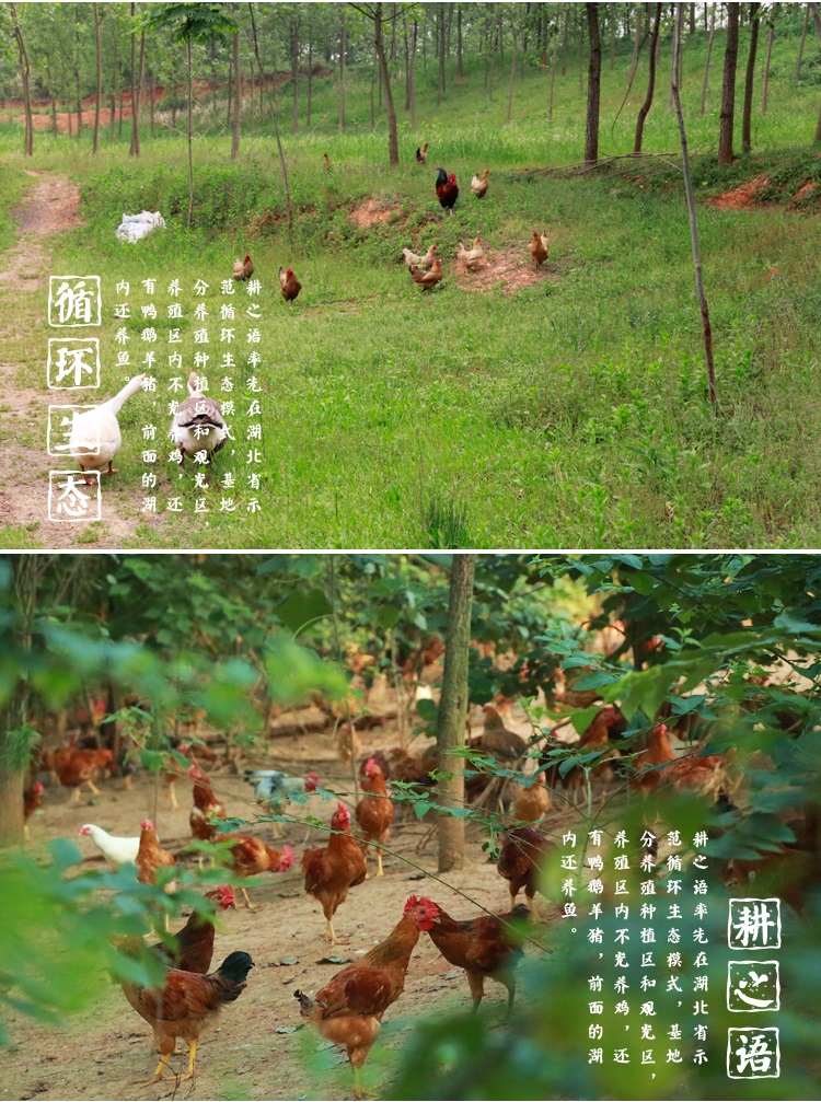 三峡特产 耕之语 林下生态散养农家土鸡蛋 20枚装 放养柴草笨鲜鸡蛋