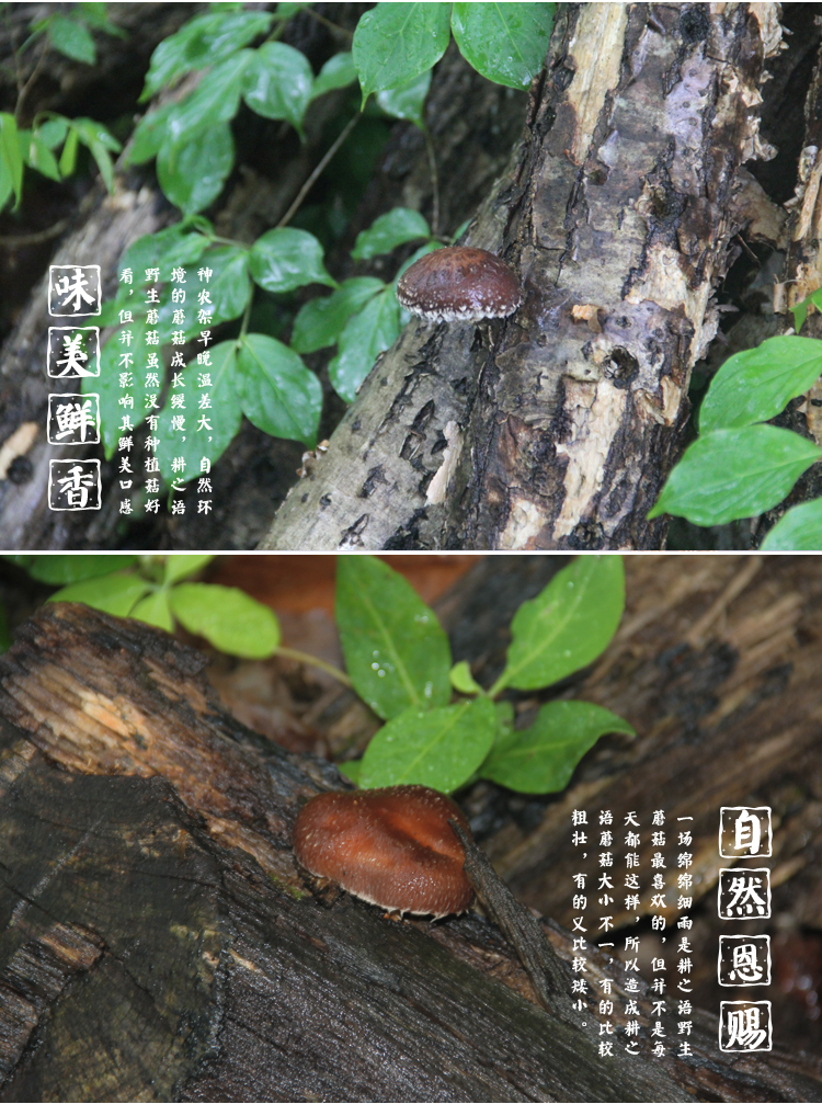 三峡特产 耕之语 神农架椴木野生生态蘑菇干货250g克 自然生长房县新特级香