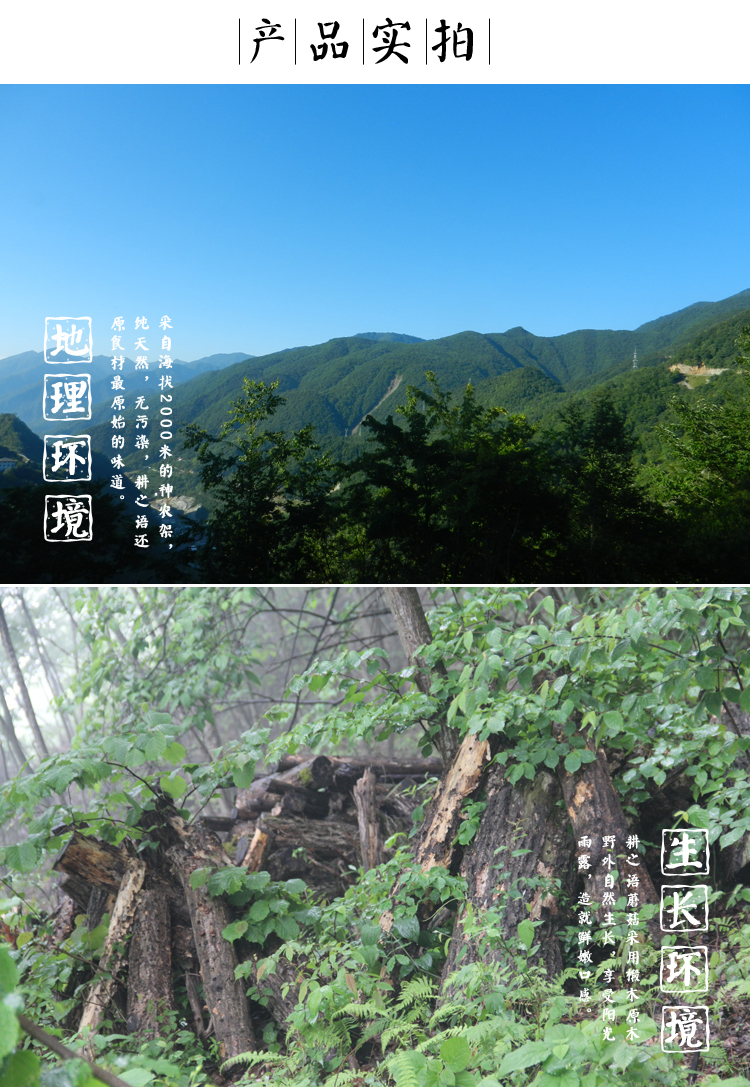 三峡特产 耕之语 神农架椴木野生生态蘑菇干货250g克 自然生长房县新特级香