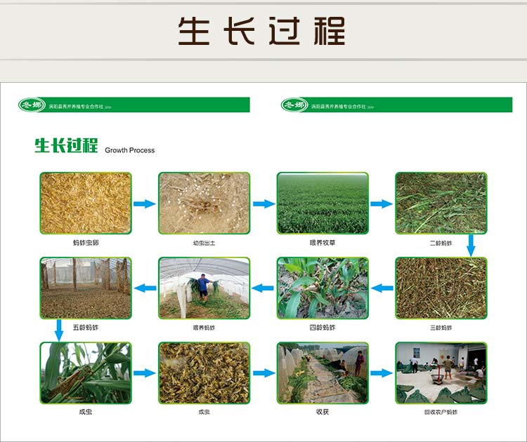 【罐装70g*4】冬娜特级蚂蚱涡阳特产香辣味礼盒装下饭休闲零食密封罐装