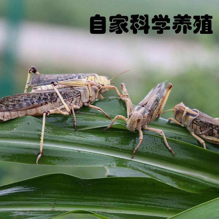 【罐装70g】冬娜特级蚂蚱涡阳特产麻辣味下饭休闲零食密封罐装