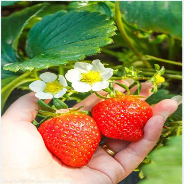远景桥 白草莓加红草莓